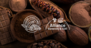 cacao of excellence